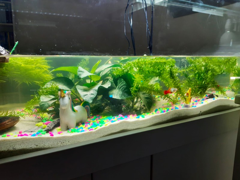 Ein Aquarium für eine kleine Patientin